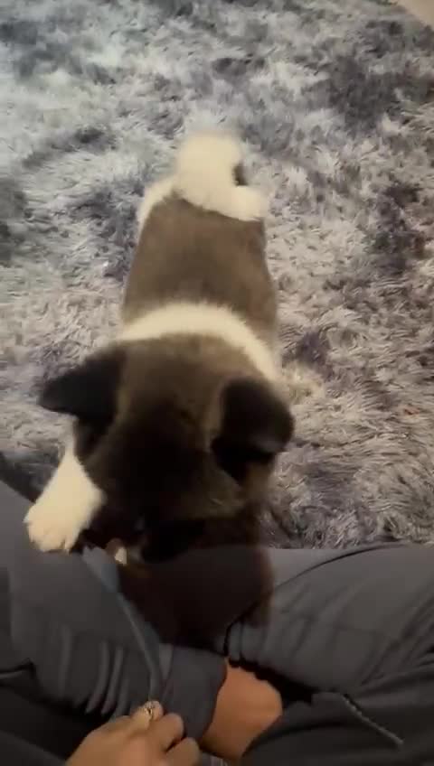 Akita dogs for sale: Bear faced American akitas puppies  - Video 1