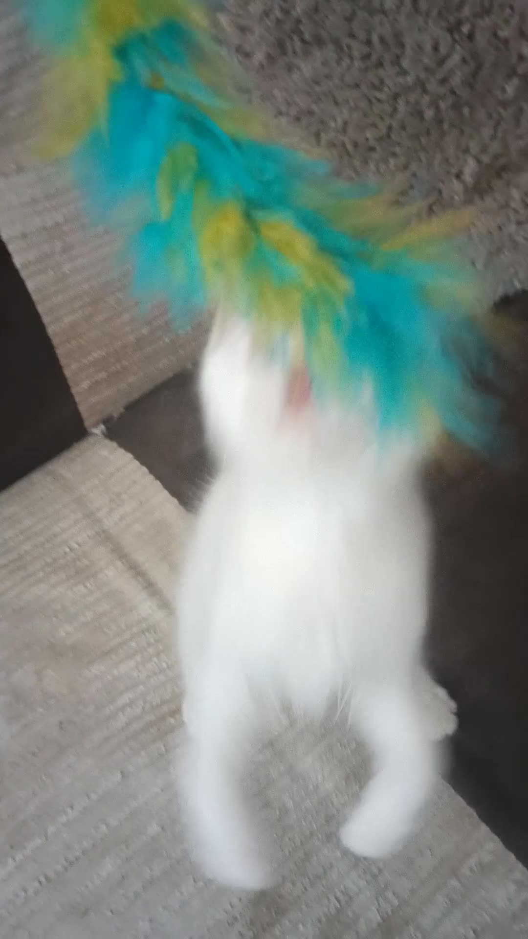 Ragdoll cats for sale: Ready now Rare active fawn point boy - Video 1