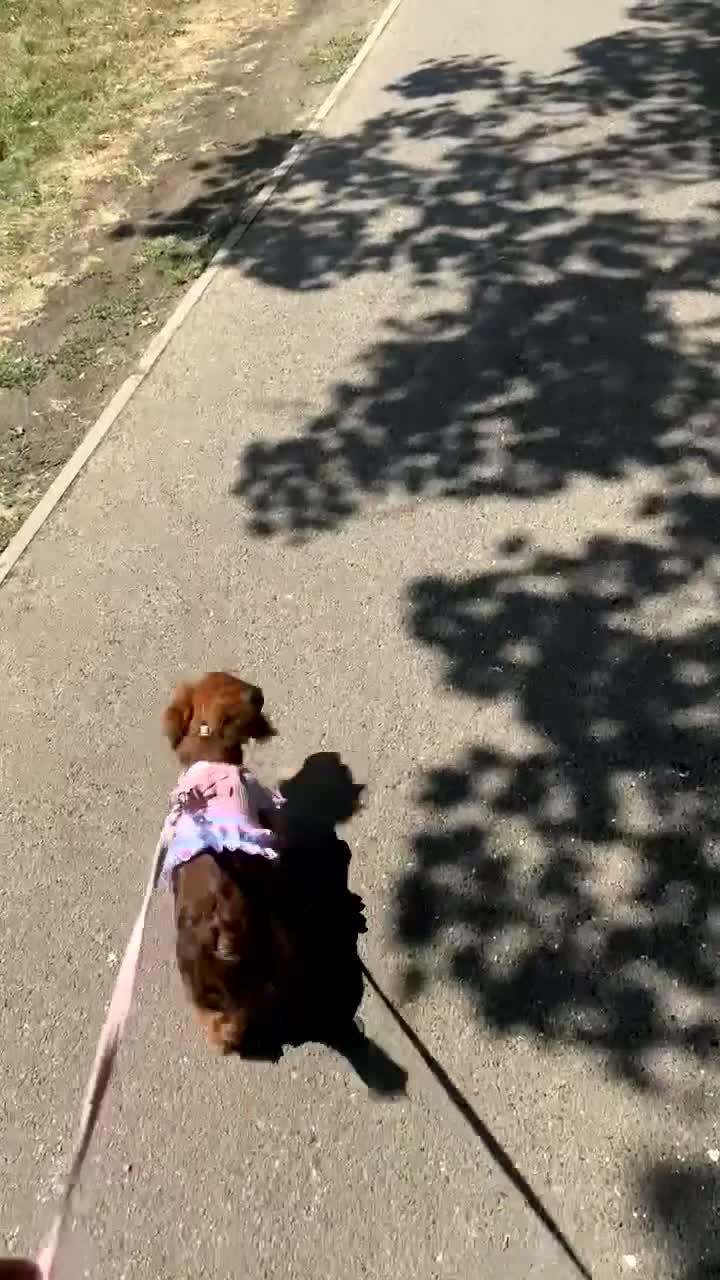 Doxiepoo dogs for sale: Lady - 6 month old puppy for sale - Video 4