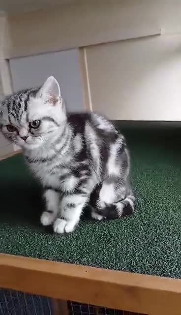 British Shorthair cats for sale: Bsh.Silver Classic Tabby girl. GCCF. - Video 3