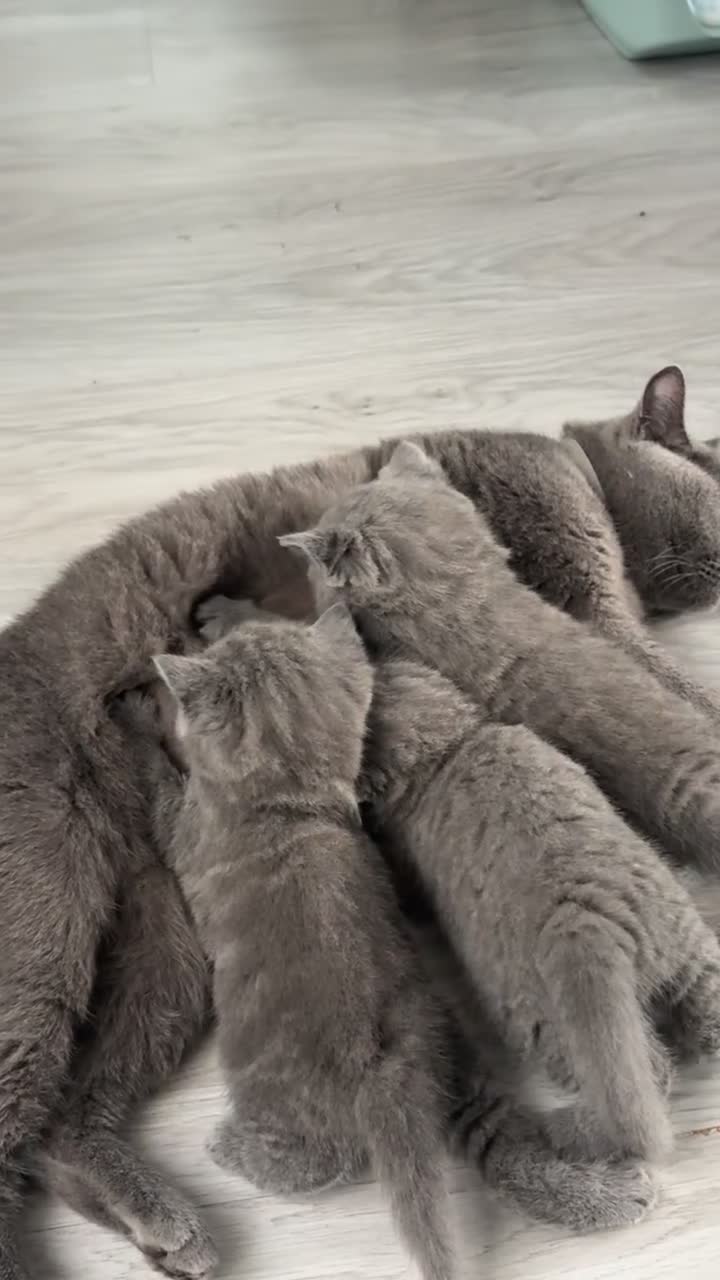 British Shorthair cats for sale: Beautiful fluffy British shorthair kittens  - Video 2