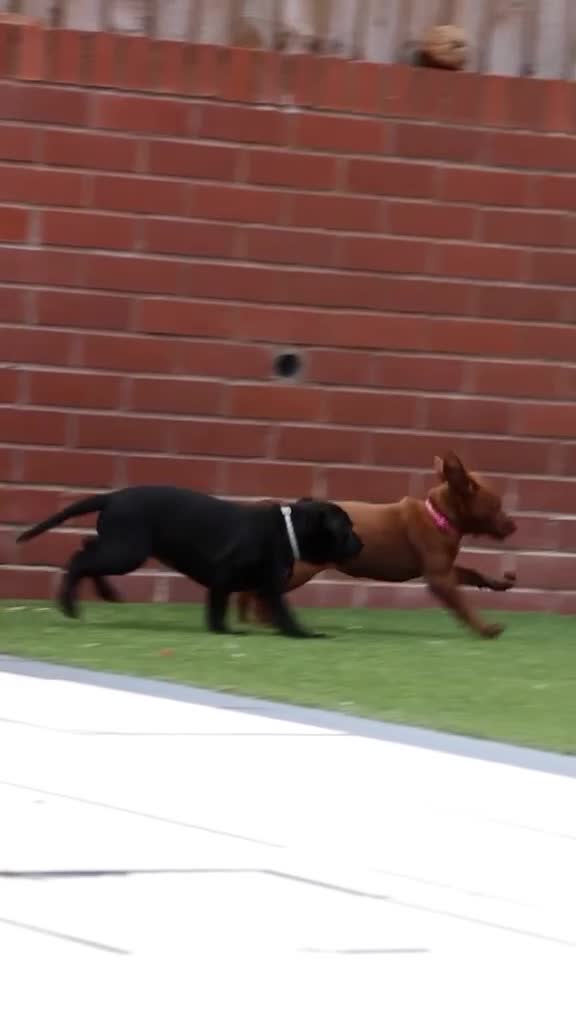 Labrador Retriever dogs for sale: Outstanding fully health tested fox red and black  - Video 2
