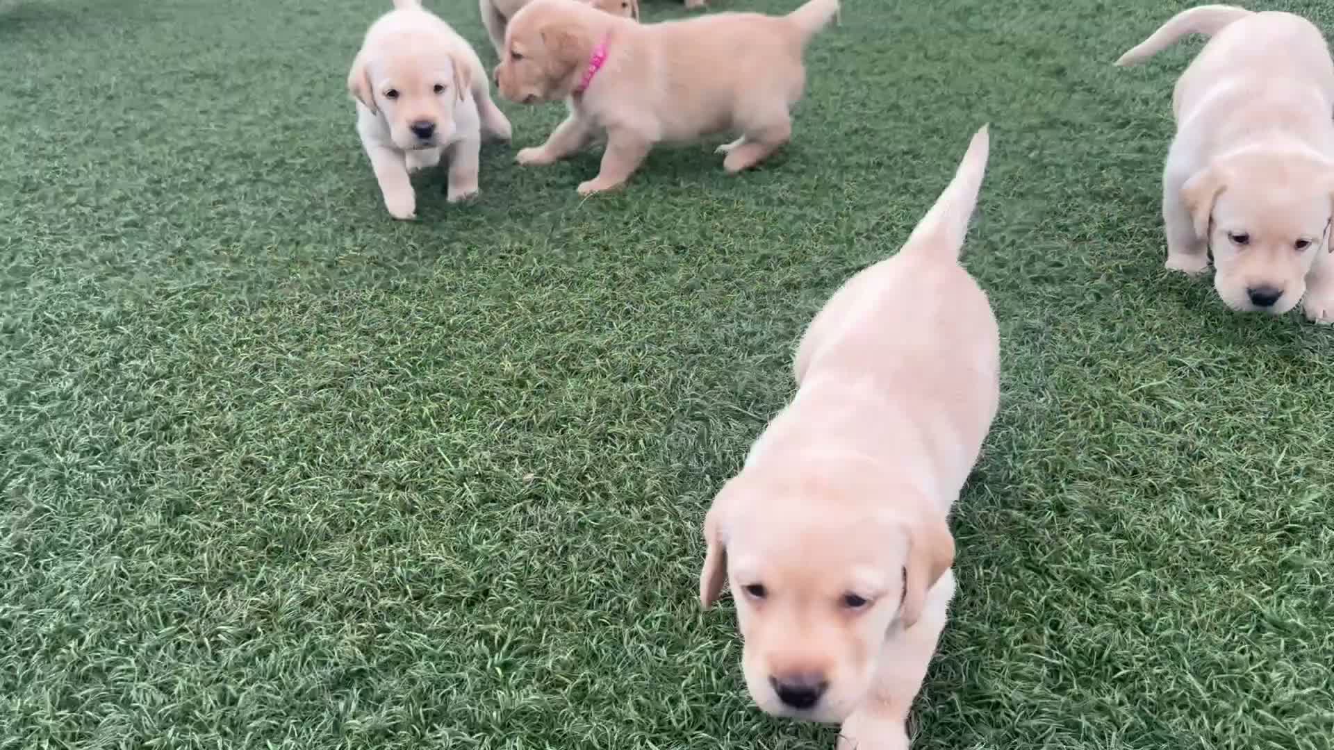 Labrador Retriever dogs for sale: Labrador puppies for sale 3 females left  - Video 1