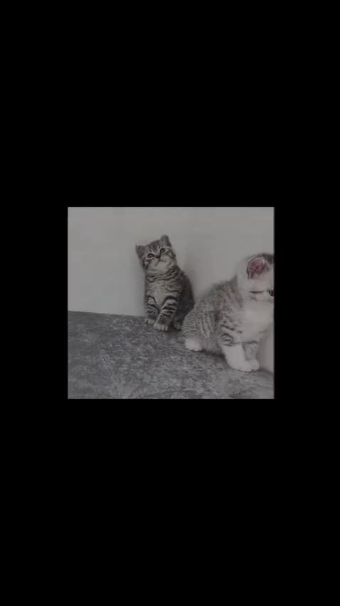 British Shorthair cats for sale: 🏆 Pedigree Silver British Shorthair Kittens 🏆 - Video 1