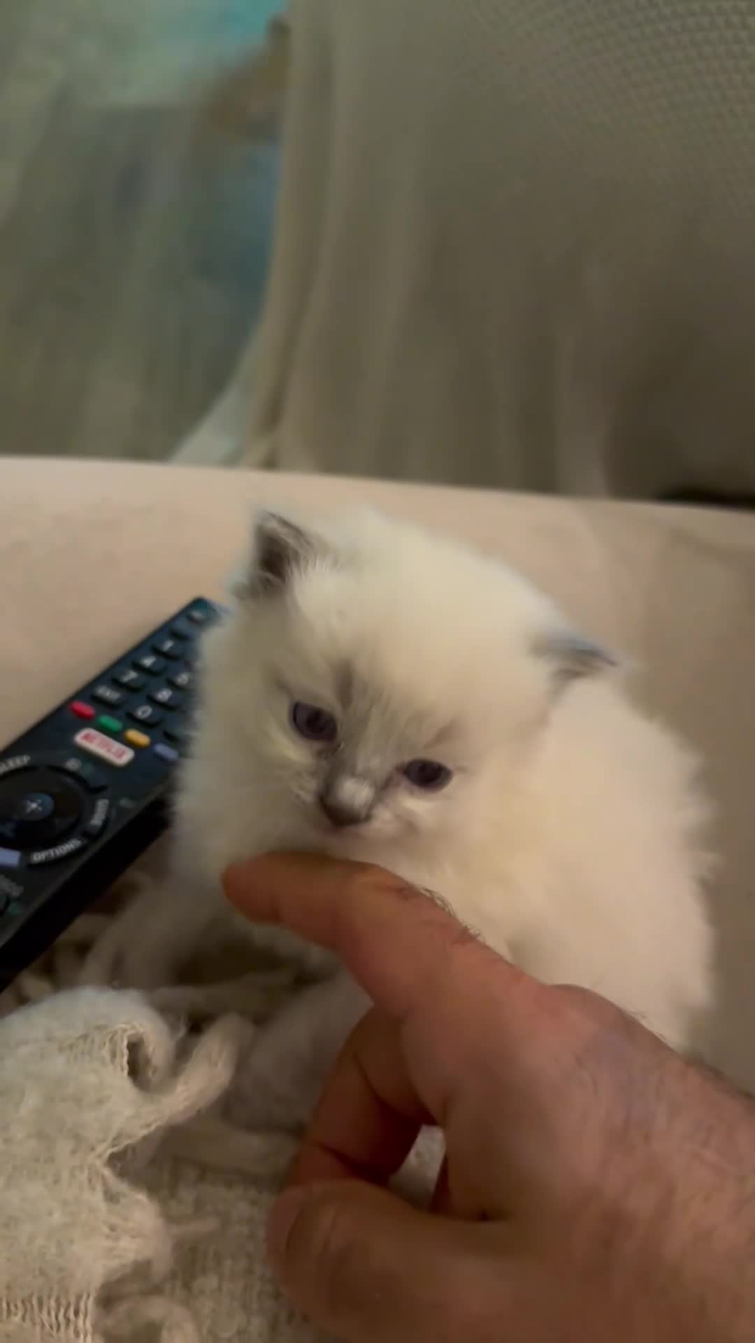 Ragdoll cats for sale: Beautiful Ragdoll Kittens – Stunning & Ready Soon - Video 2