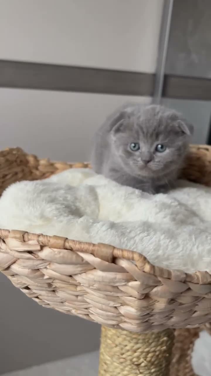 Scottish Fold cats for sale: 7 Beautifully Scottish Fold/Straight kittens - Video 4