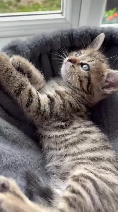 Mixed Breed cats for sale: 3 beautiful kittens ready now!  - Video 2