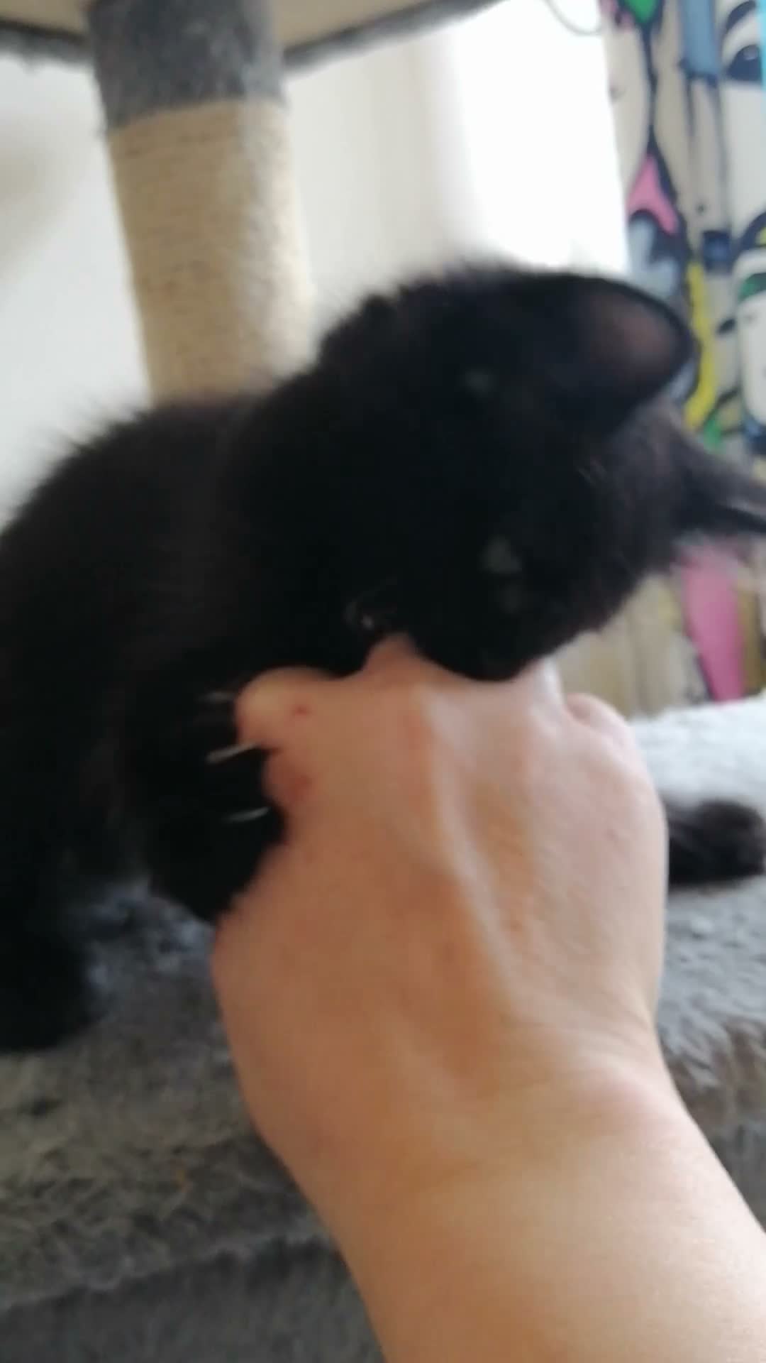 Mixed Breed cats for sale: wonderful kittens😻 - Video 4