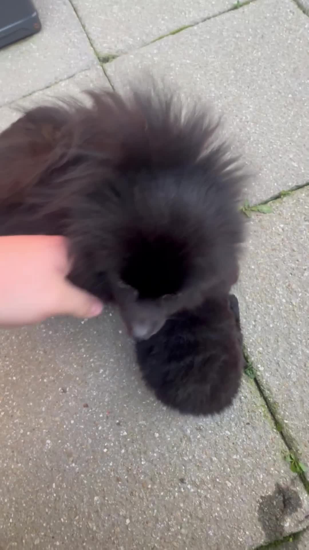 Pomeranian dogs for sale: Pomraian pups in Newport - Video 2