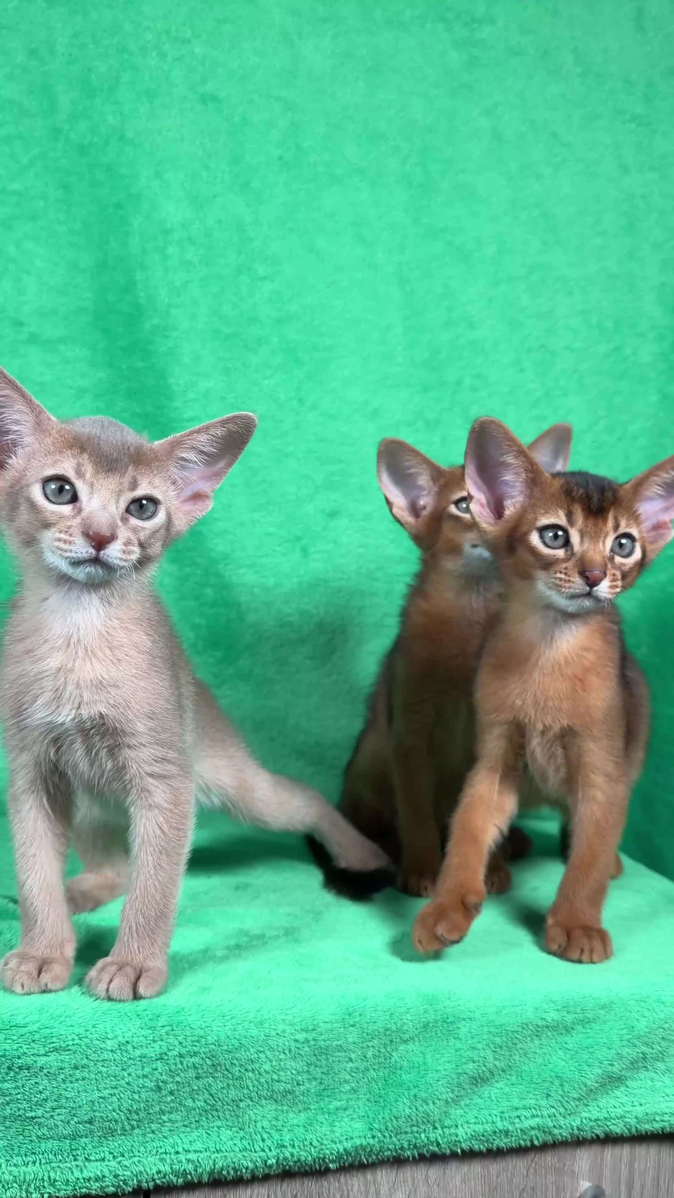 Abyssinian cats for sale: Beautiful GCCF Registered Abyssinian Kittens 💙❤️ - Video 1