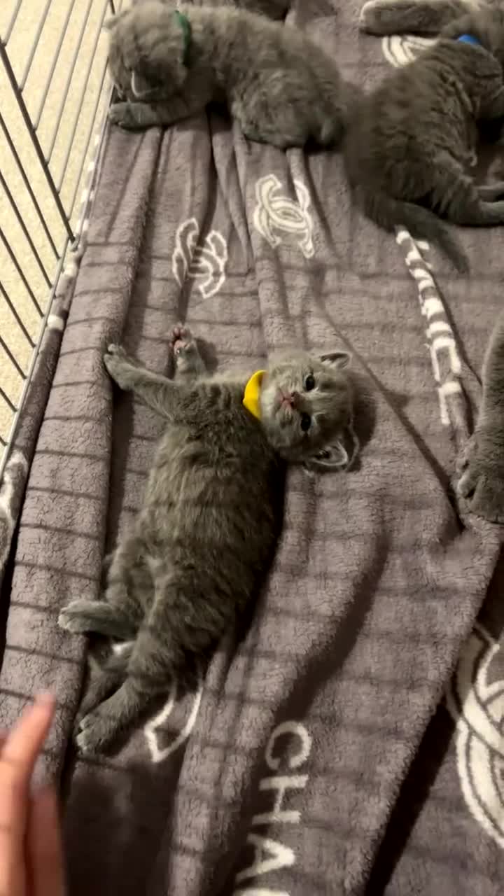 British Shorthair cats for sale: British shorthair-blue kittens  - Video 1