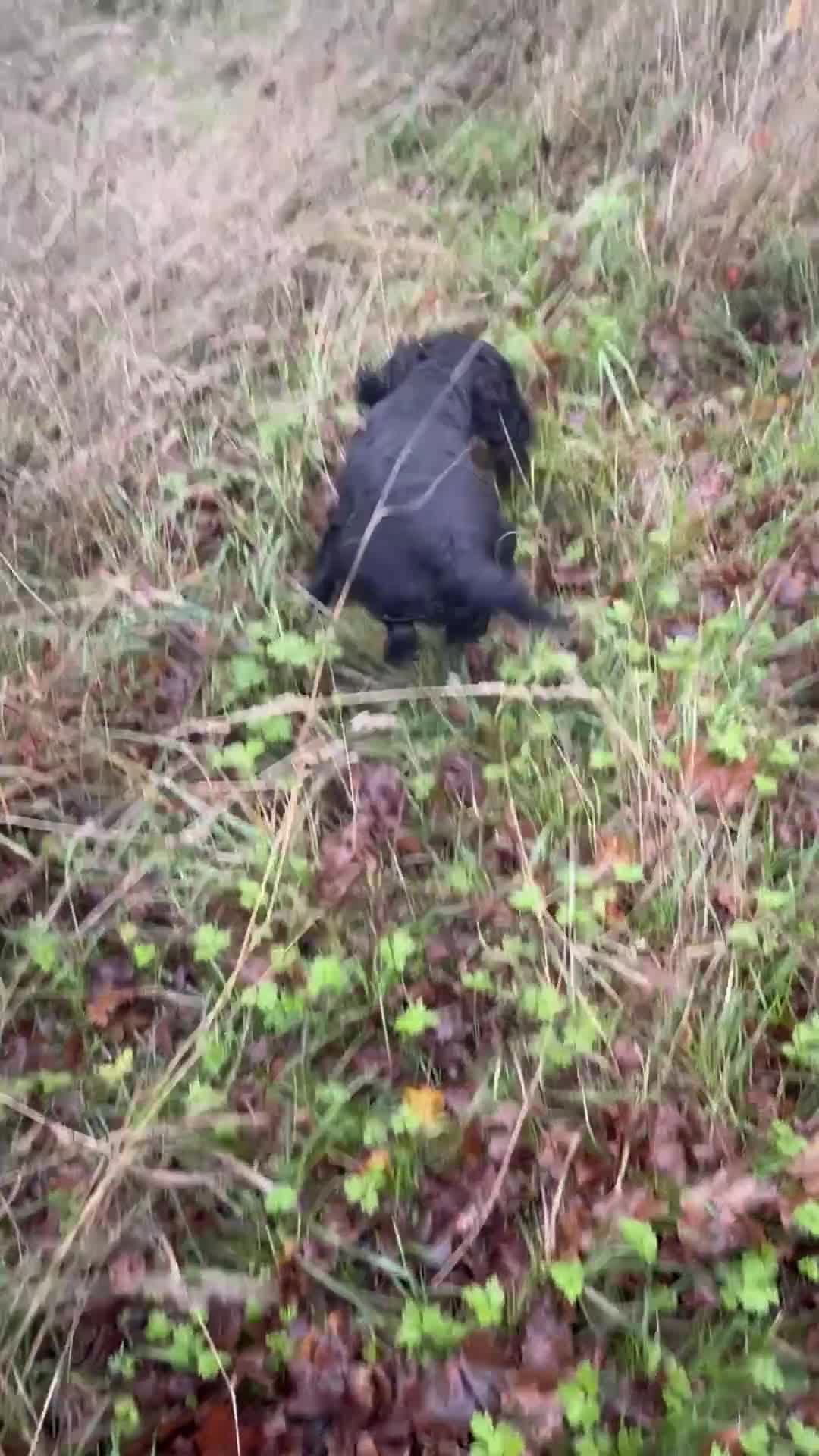 Cocker Spaniel dogs for stud: Working Cocker Spaniel available for Stud  in Chelmsford - Video 1