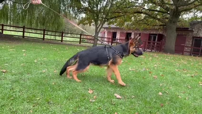 German Shepherd dogs for sale: Stunning German Shepherd puppy male - Video 1