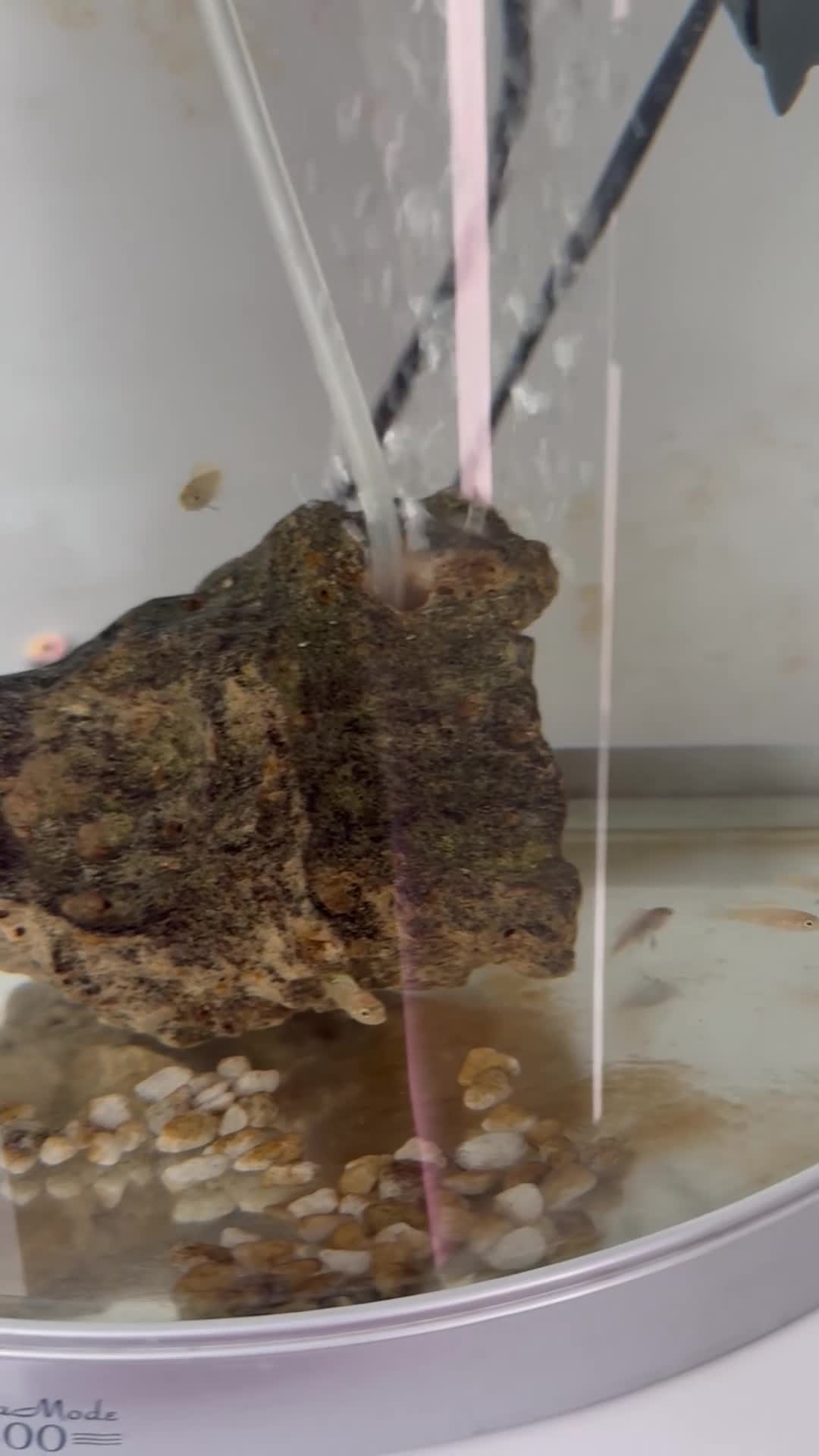Cichlids fish for sale: Malawi mix cichlid fry in Manchester - Video 1