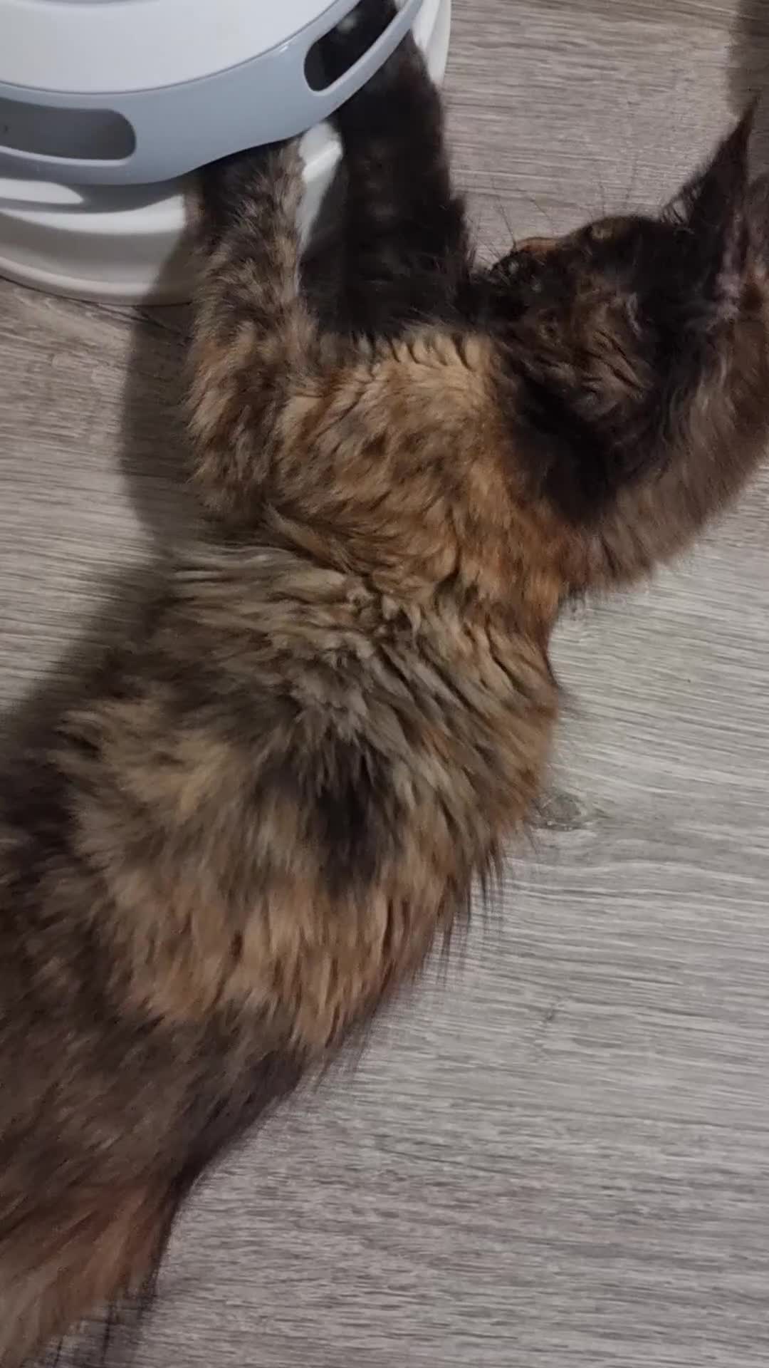 Maine Coon cats for sale: Pedigree GCCF Registered Maincoon Kittens - Video 1