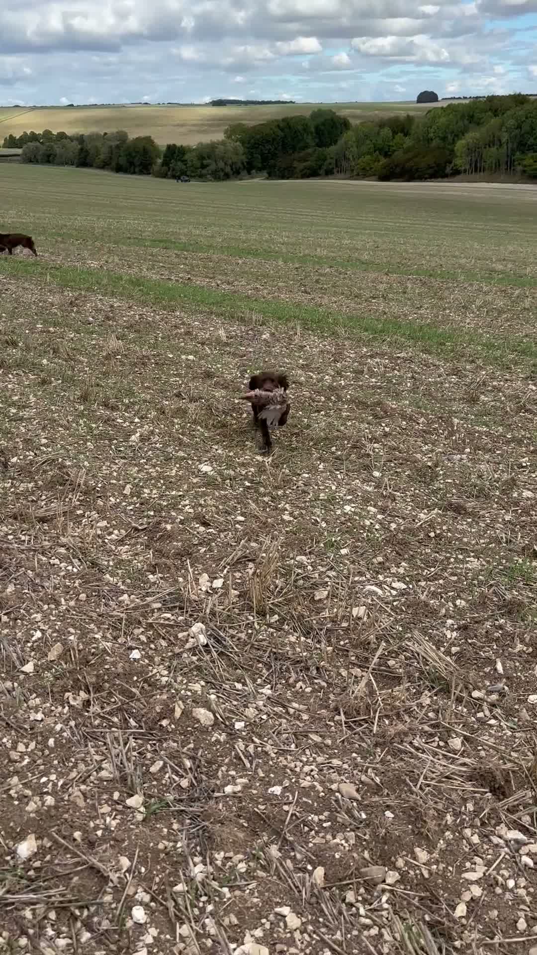 Cocker Spaniel dogs for stud: Working cocker stud  - Video 1