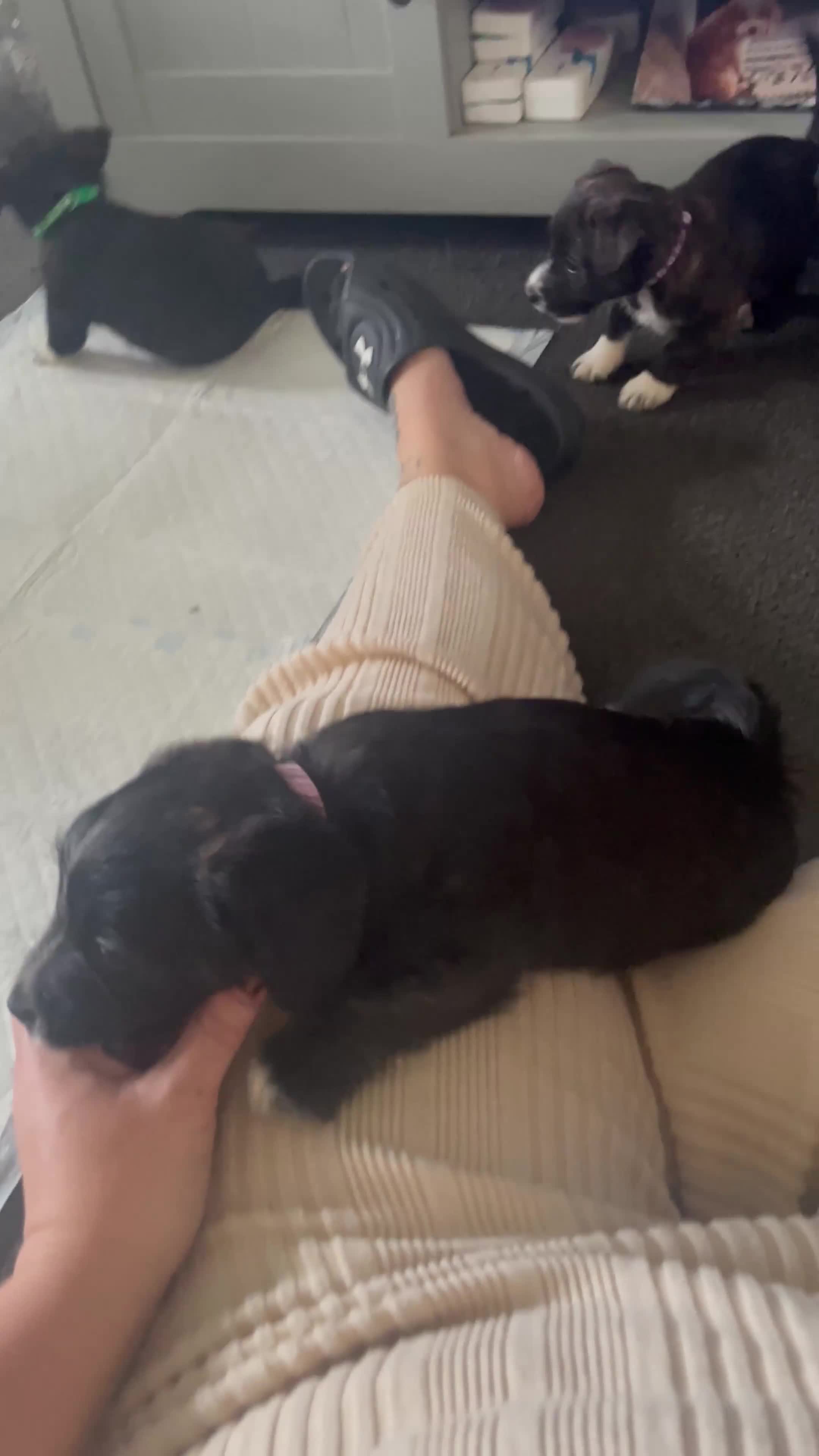 Mixed Breed dogs for sale: Jack Russell x westie  - Video 1