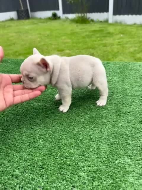 French Bulldog dogs for sale: £1250 KC Registered Quality Pups Ready To Go 30/08 - Video 2