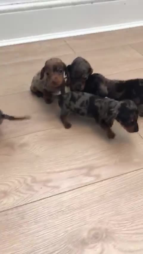 Dachshund dogs for sale: Minature dashunds 💙 1 boy left ready now 💙 - Video 1