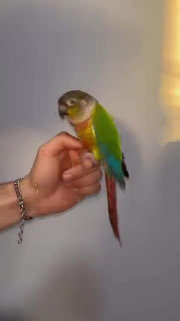 Conures birds for sale: Semi tame 2022 proven pair conure with DNA  - Video 2