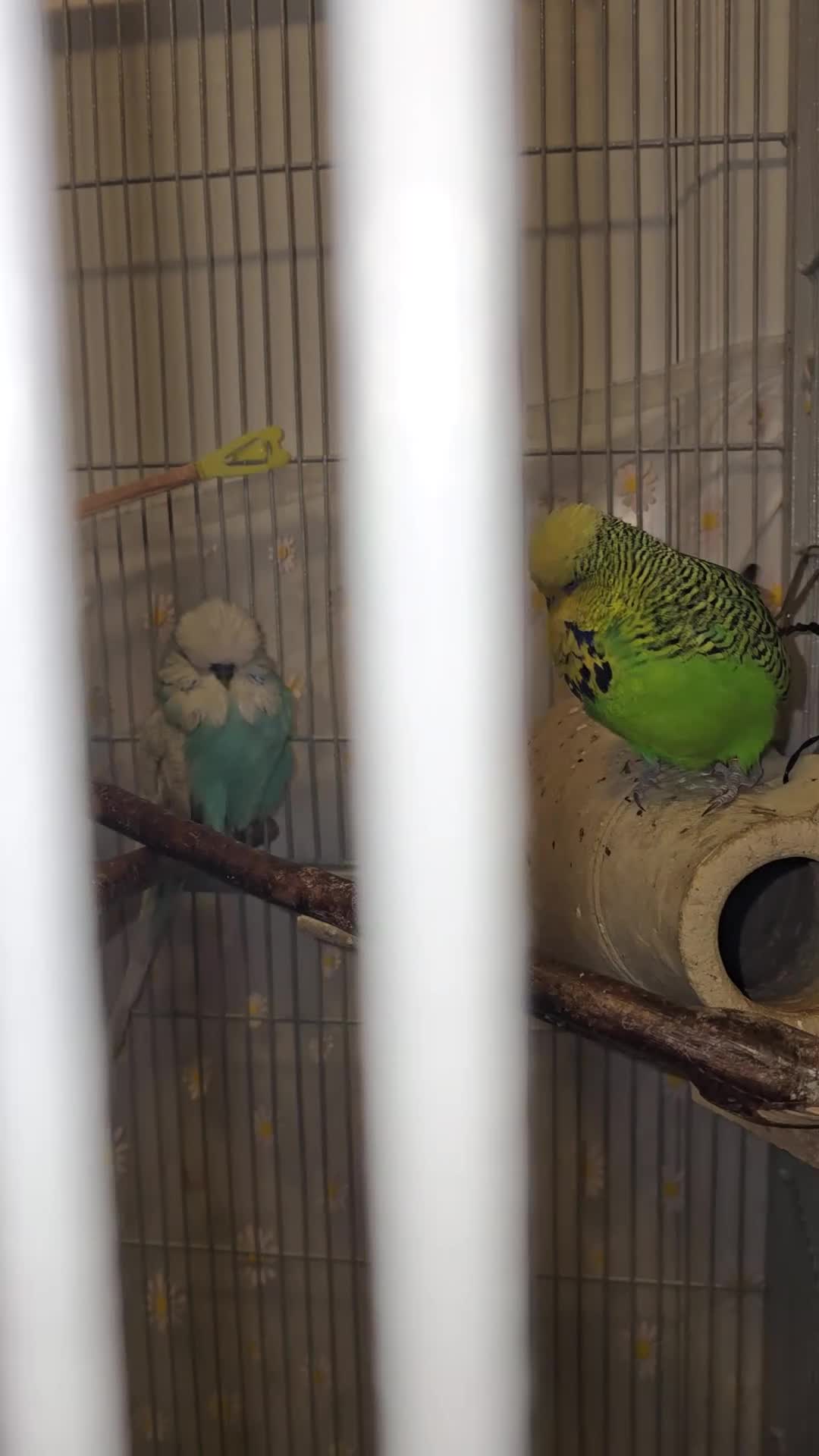 Budgerigars birds for sale: Exhibition Budgies - Video 1