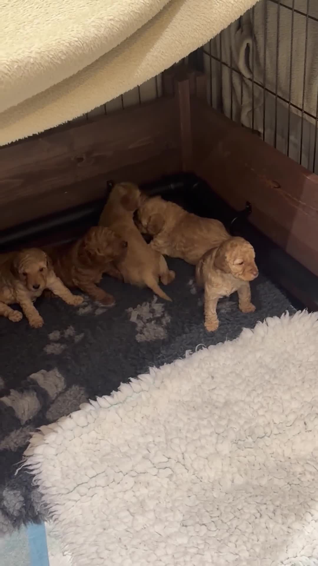 Miniature Poodle dogs for sale: DNA health tested miniature poodles - Video 1