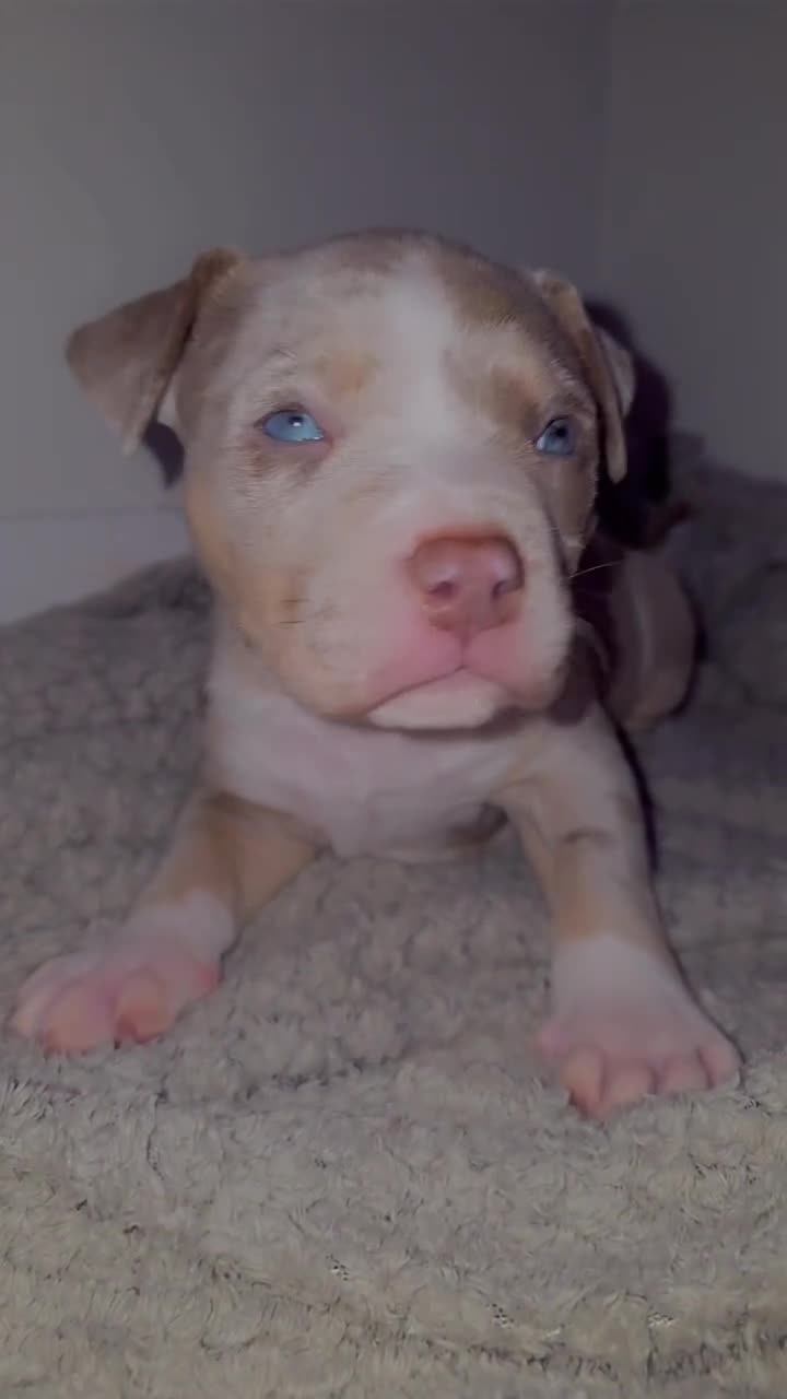 American Bully dogs for stud: 🐾 BUGZY THE AMERICAN BULLY STUD🐾 - Video 1