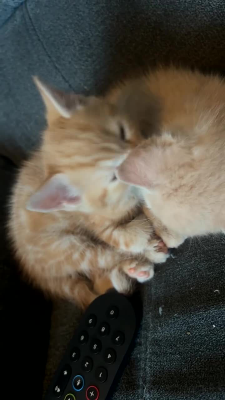 Mixed Breed cats for sale: Kittens need to go today  - Video 2