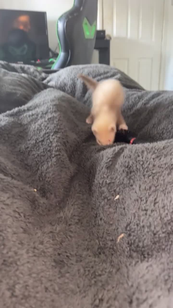 Ferret rodents for sale: Baby ferrets  - Video 1