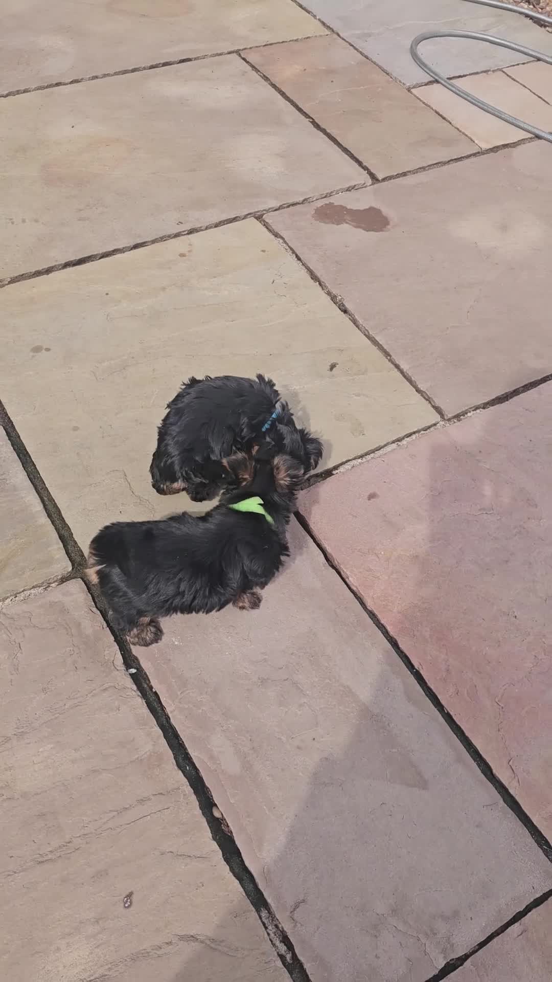Yorkshire Terrier dogs for sale: 2 Boys and 2 Grils - Video 1