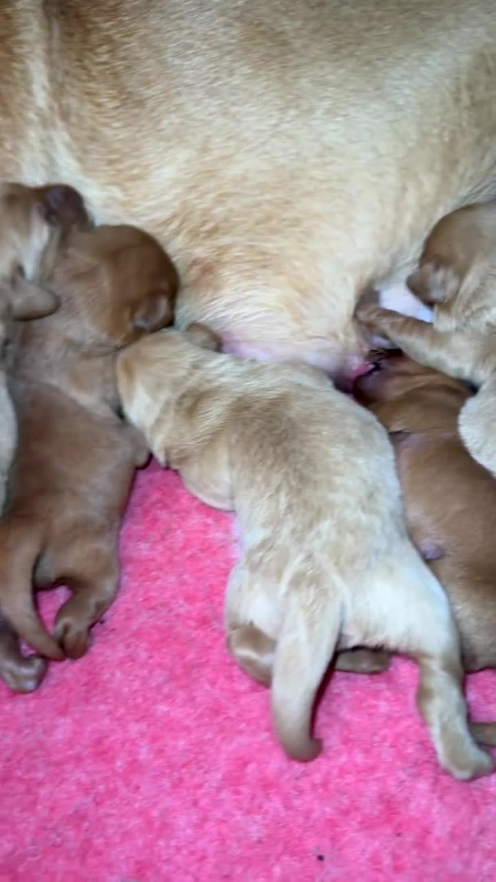 Labradoodle dogs for sale: Miniature labradoodles  - Video 1