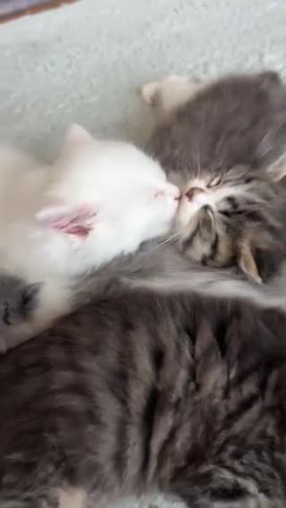 Persian cats for sale: Beautiful kittens  - Video 1
