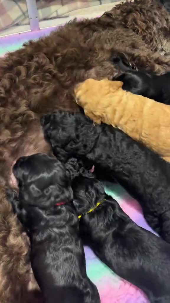 Labradoodle dogs for sale: ⭐️Miniature Multigen Labradoodle Puppies⭐️ - Video 3