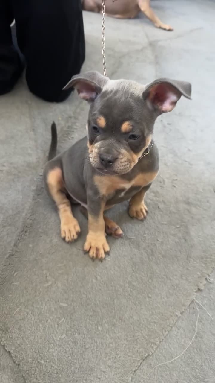 Mixed Breed dogs for sale: French bulldog X English bulldog  - Video 2