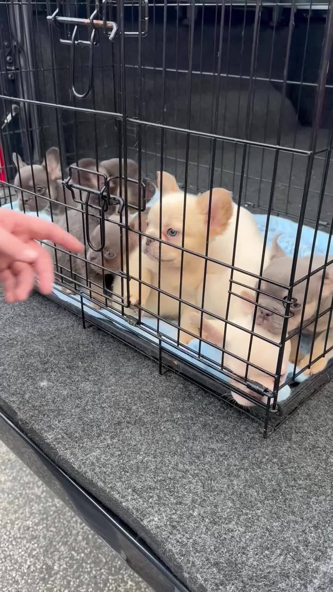 French Bulldog dogs for sale: Beautiful fluffy/ fluffy carrier Frenchie pups  - Video 1