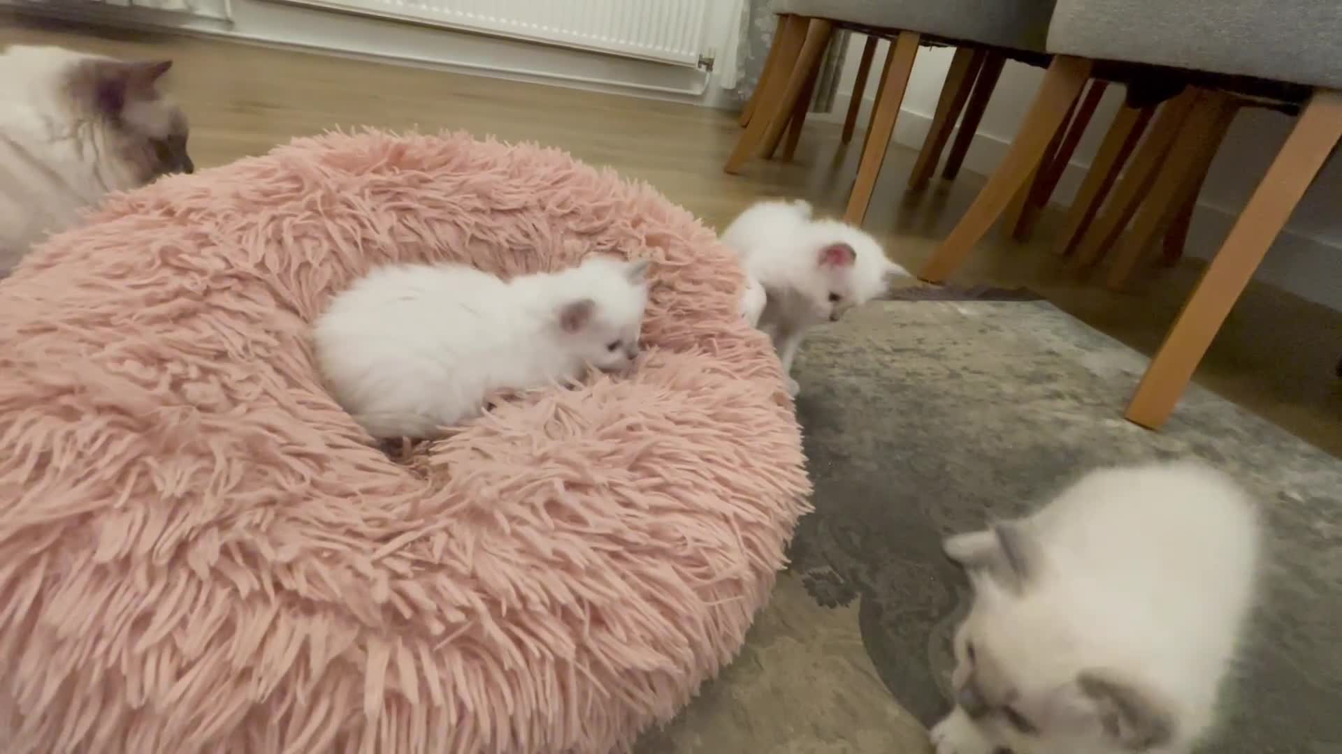 Ragdoll cats for sale: Rag doll kittens  - Video 1