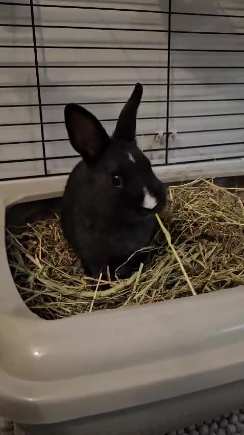 Netherland Dwarf rabbits for sale: Purebred Netherland Dwarf Doe - Video 2