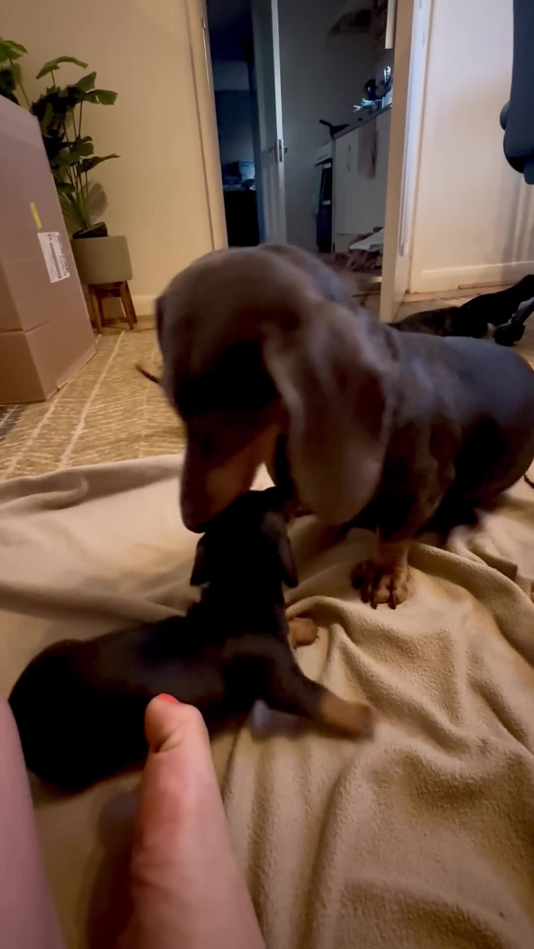 Dachshund dogs for sale: Beautiful Dachshund pups in Bristol - Video 1