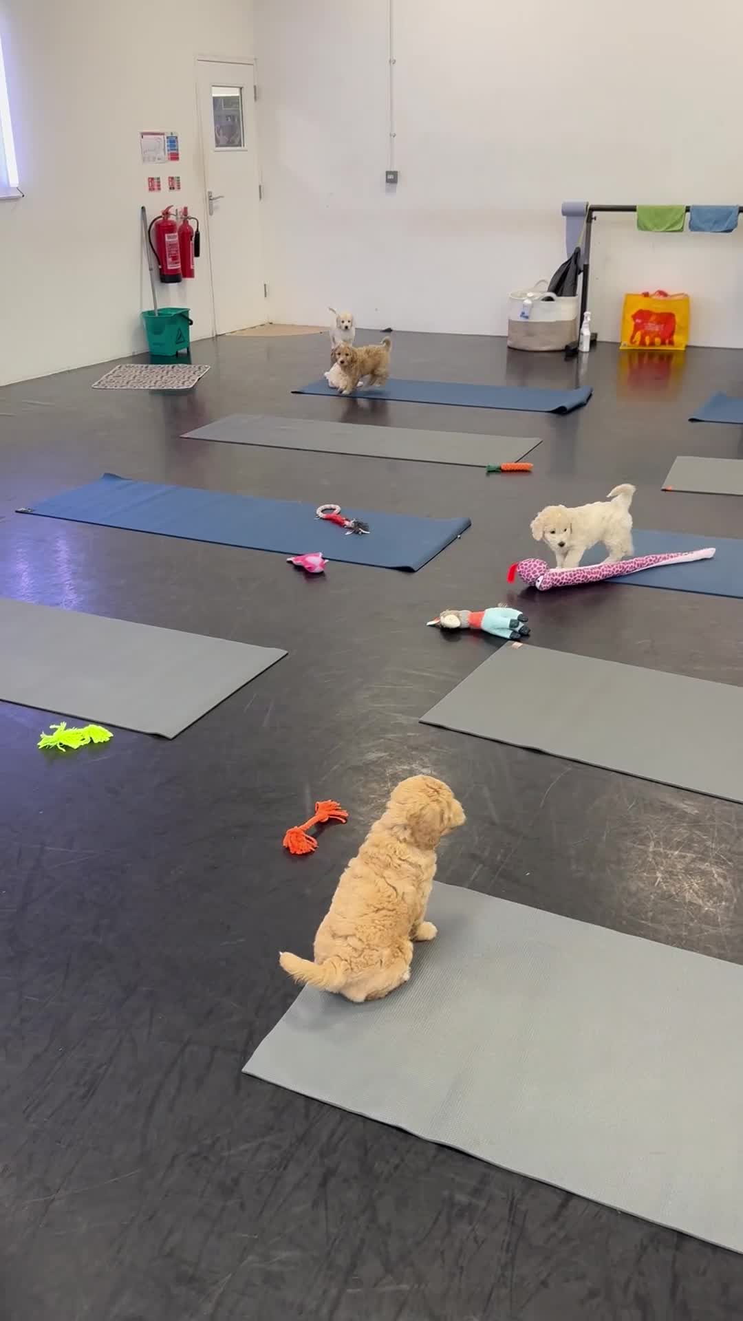 Goldendoodle dogs for sale: 1 girl remaining stunning f1 mini Goldendoodles  - Video 2