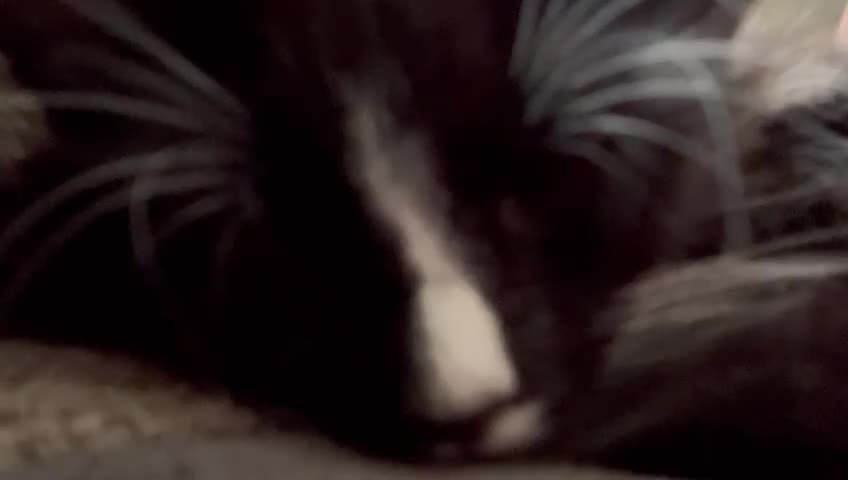 Maine Coon cats for sale: MAIN COON X - Video 2