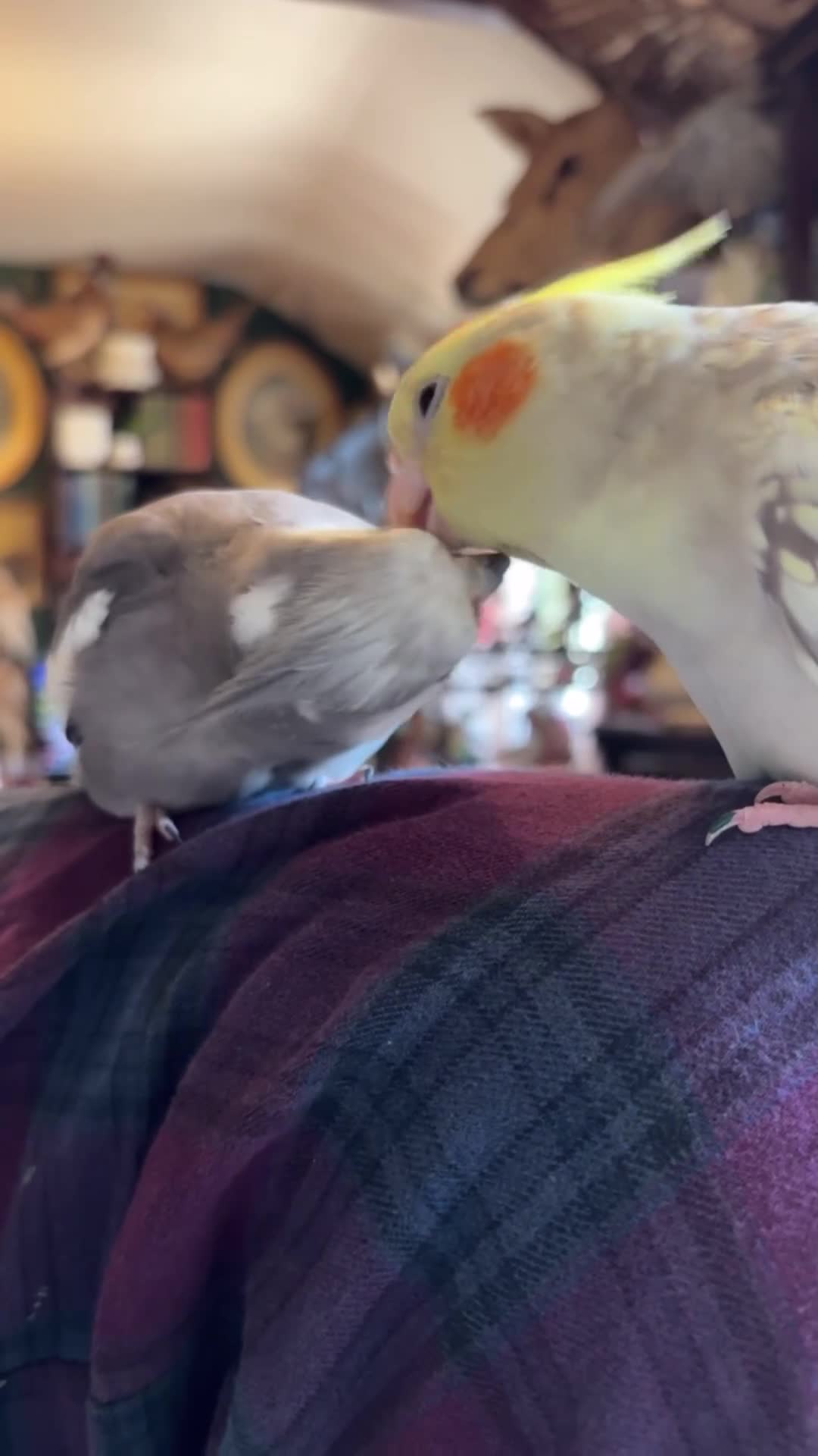 Cockatiels birds for sale: 2 TAME cockatiels. Breeding pair - Video 2