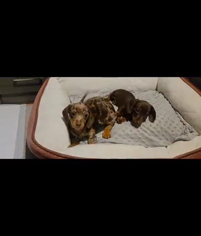 Dachshund dogs for sale: Miniture smooth haired dachshund - Video 1