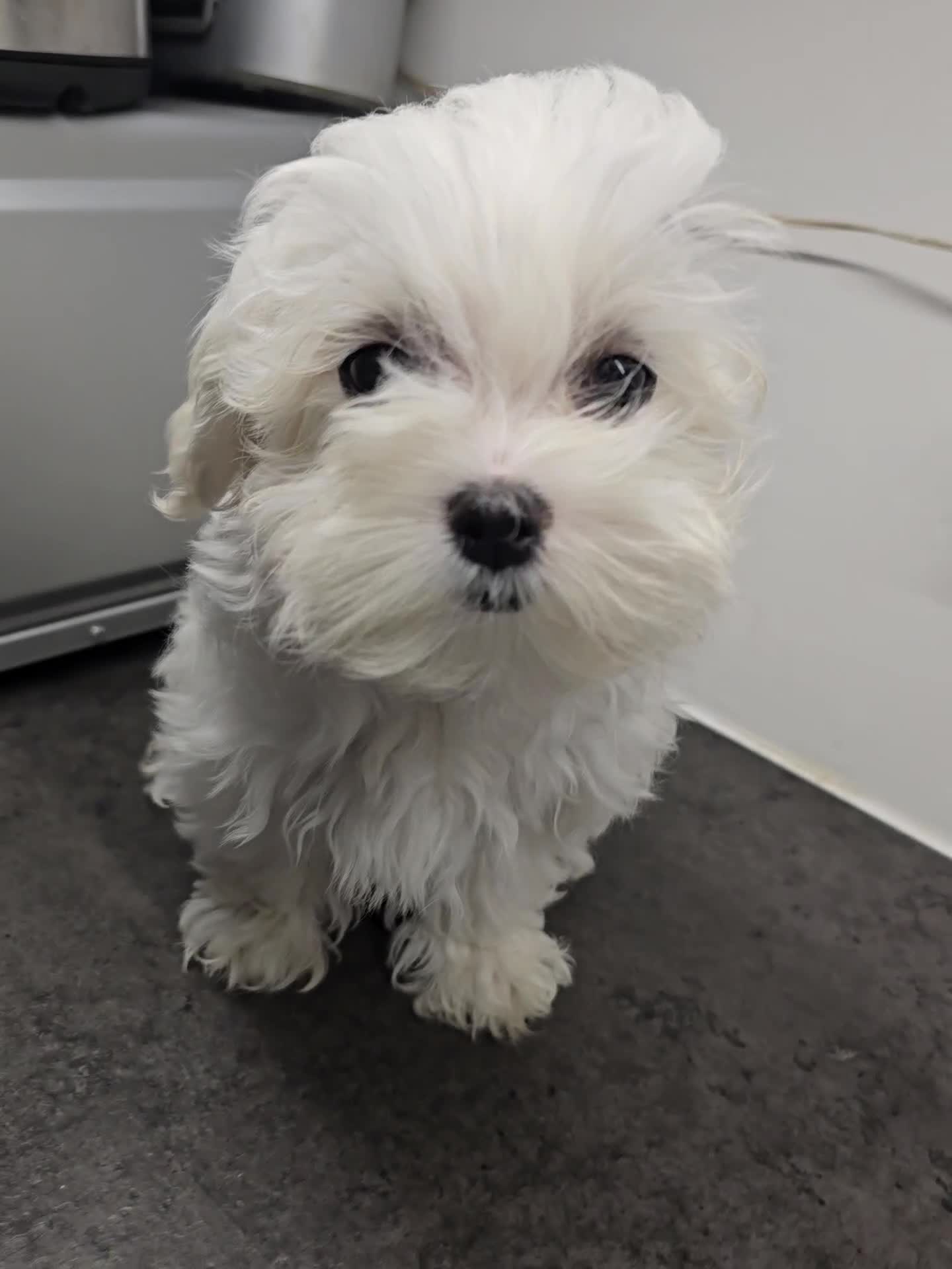 Maltese dogs for sale: 50%KOREAN KC Little Girl  - Video 1