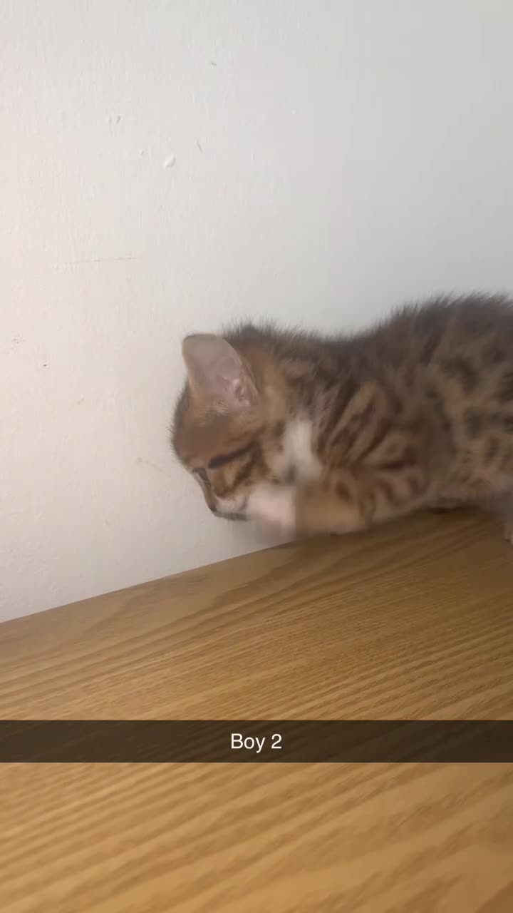 Bengal cats for sale: 3/4 Bengal 1/4 Tabby kittens in Shipley - Video 2