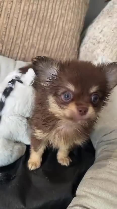 Chihuahua dogs for sale: Chihuahua puppies Russian ancesry with apple head  - Video 3