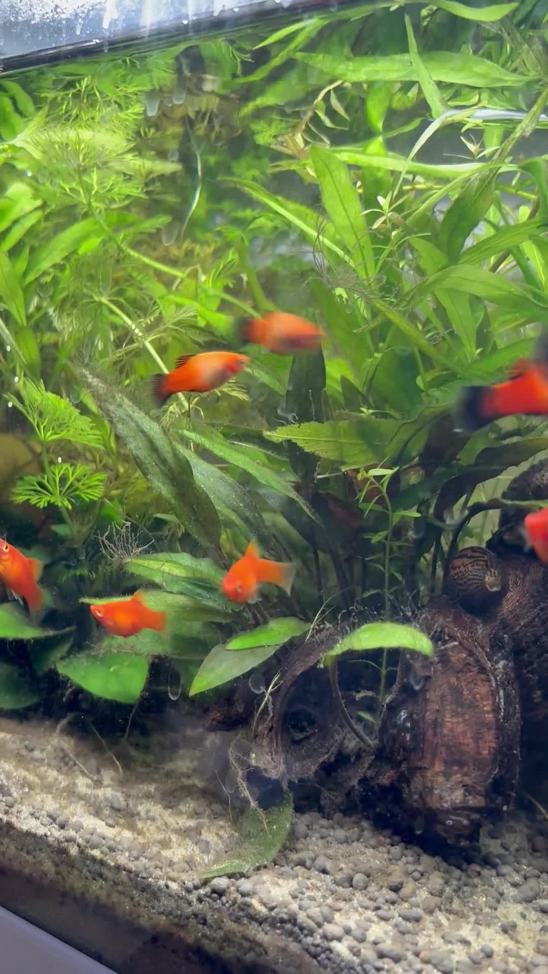Platies fish for sale: Young Fully matured platies - Video 1
