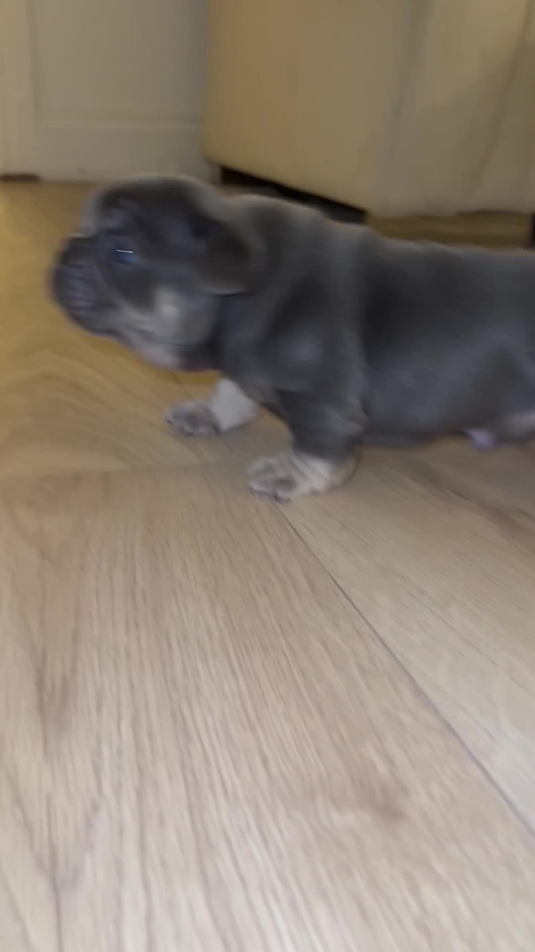 French Bulldog dogs for sale: Beautiful KC Registered French Bulldog Boys  - Video 3