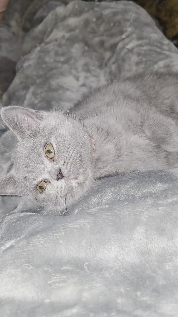 British Shorthair cats for sale: Stunning bsh kittens looking for homes 🏡 - Video 1