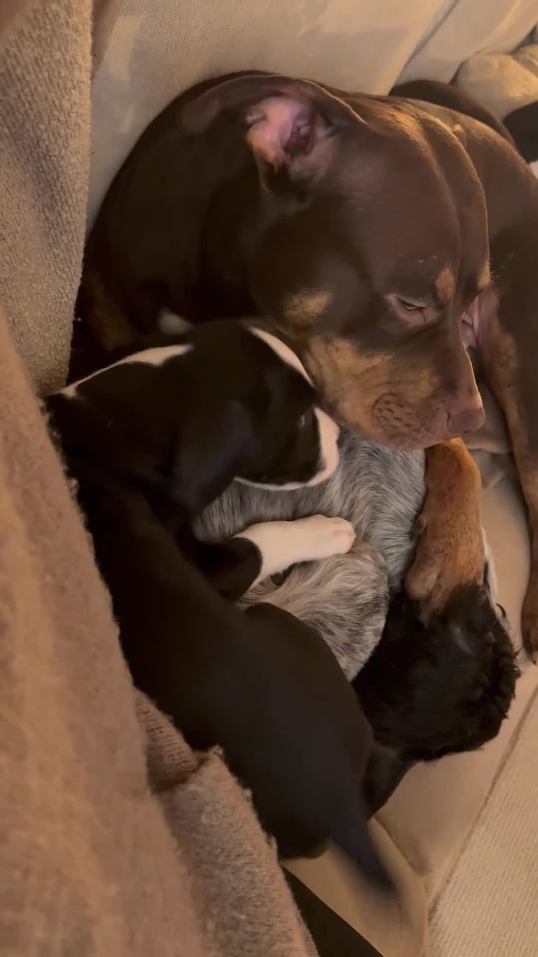 Mixed Breed dogs for sale: Cockerbulls - Video 1