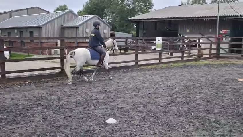 Welsh Section A horses for sale: Welsh A, gelding  in Wrexham - Video 1
